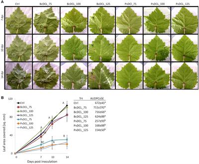 Double-Stranded RNA Targeting Dicer-Like Genes Compromises the Pathogenicity of Plasmopara viticola on Grapevine